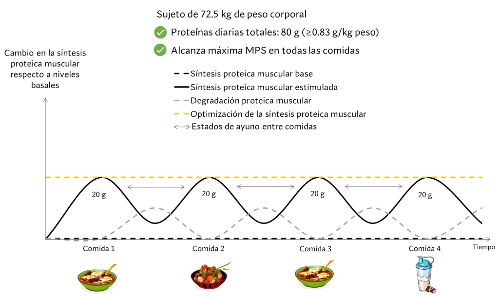 Distribución de las proteínas