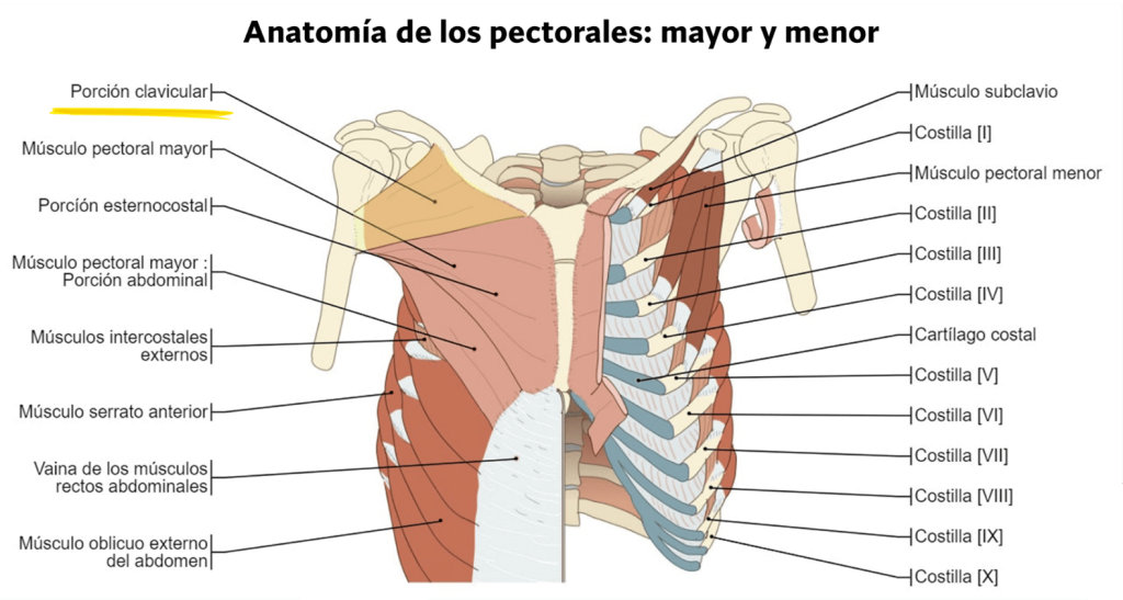 Anatomía del pectoral