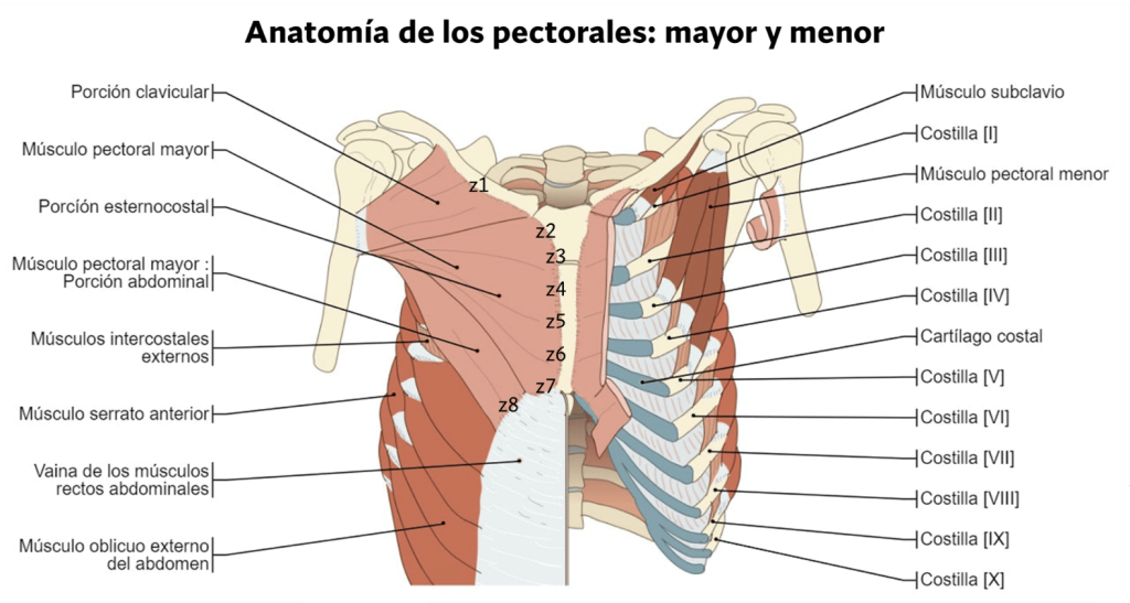 Anatomía del músculo pectoral mayor