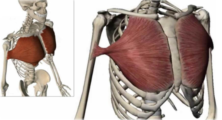 Otra anatomía del pectoral mayor