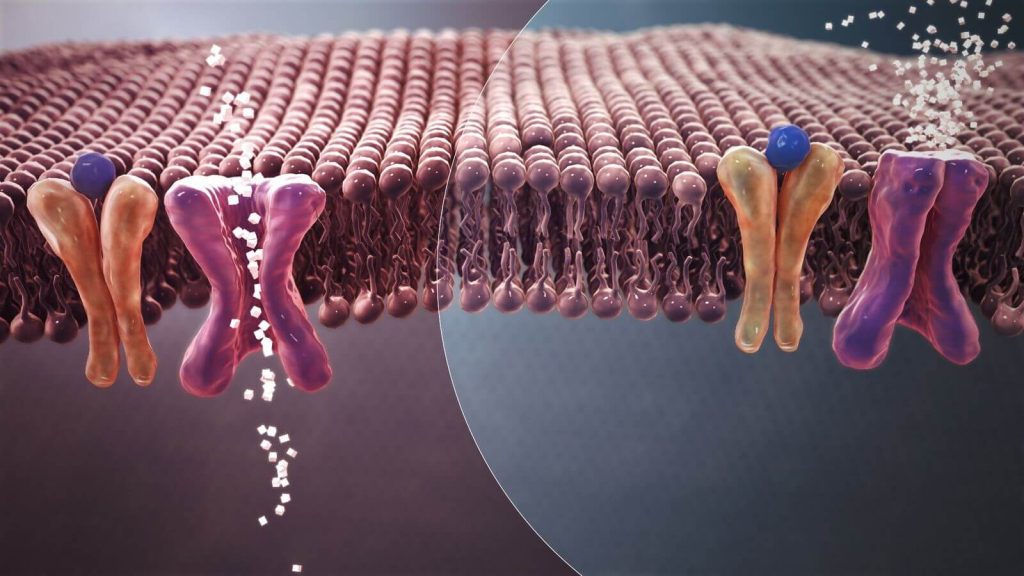 Afecta la sacarina a glucosa e insulina