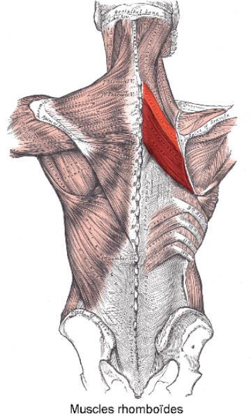 Cuáles son los músculos de la espalda y cómo entrenarlos 8 Músculos de la espalda Romboides