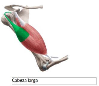 Anatomía y función de flexores del codo