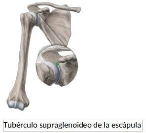 biceps vs martillo 2