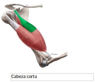biceps vs martillo 3