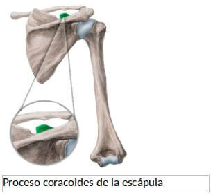 Cabeza corta hueso