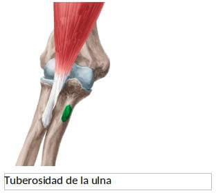 biceps vs martillo 6