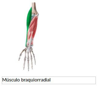 biceps vs martillo 7