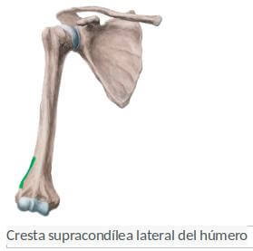 Borde lateral del húmero
