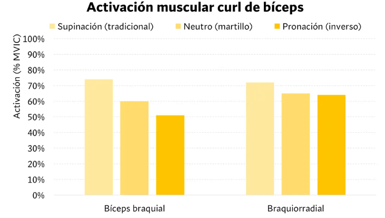 Activaciónmuscular curl de bíceps