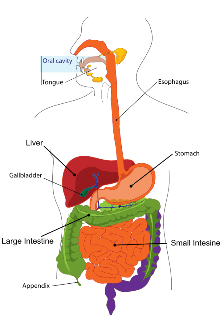 Digestión y absorción del ciclo