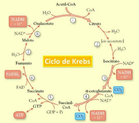 El ciclo de Krebs