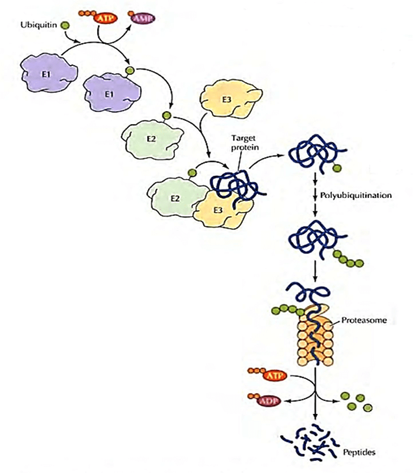 Proceso ubiquitinación y degradación proteínas