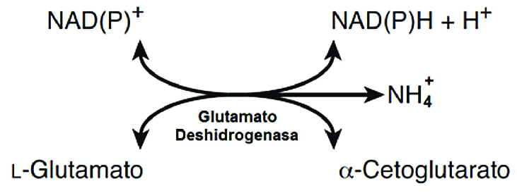 Proceso desaminación oxidativa