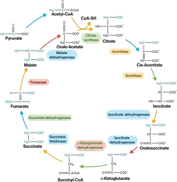 Ciclo de Krebs.