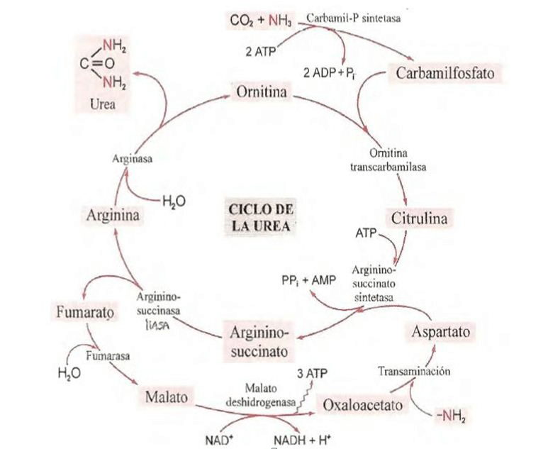 Ciclo de la urea