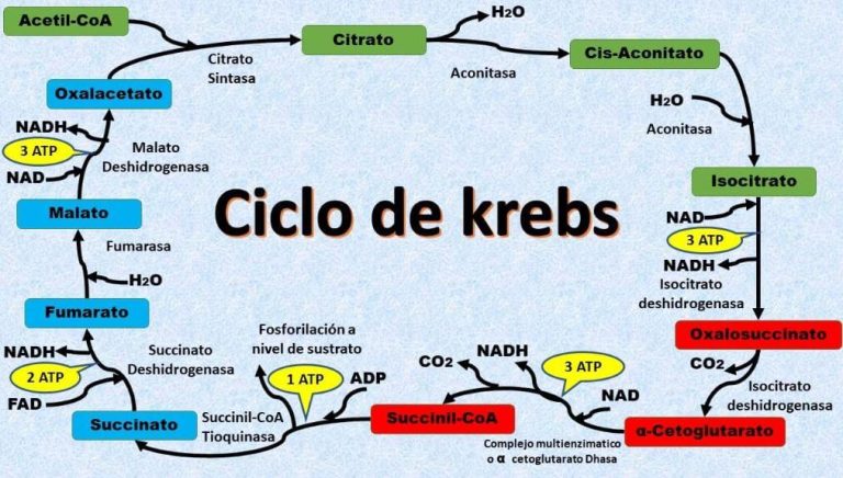 Ciclo de Krebs