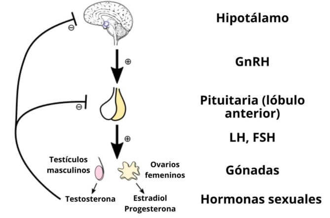 La producción de testosterona