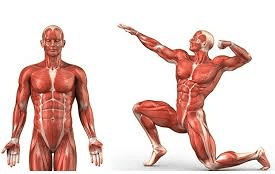 Ganancia masa muscular