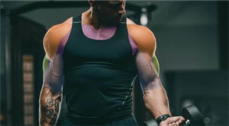 Grupos musculares entrenar juntos