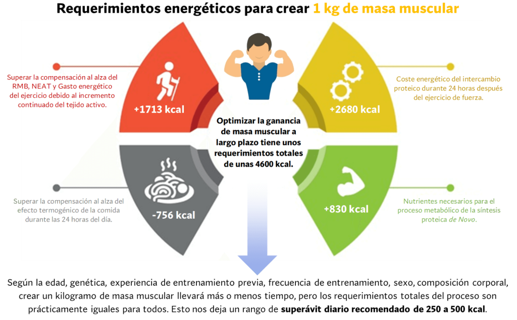 ¿Es necesario hacer volumen para ganar musculo? 7 Requerimientos energéticos ganar masa muscular