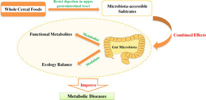 Digestión en el tracto gastrointestinal