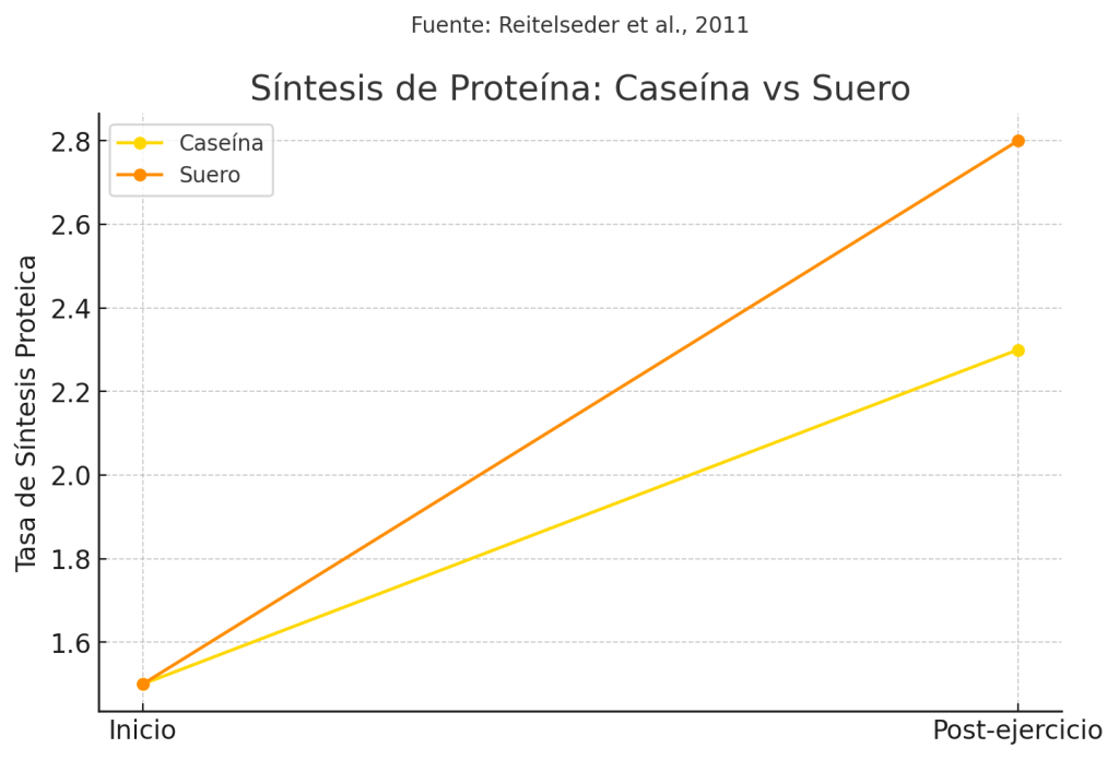 ¿Cuál es la mejor proteína para intolerantes a la lactosa? 3 Tasa de síntesis proteica