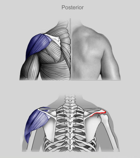 Cuáles son los músculos de la espalda y cómo entrenarlos 10 Deltoides posterior músculos espalda