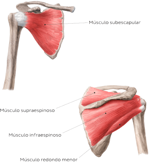 Cuáles son los músculos de la espalda y cómo entrenarlos 12 Manguito rotador músculo individual