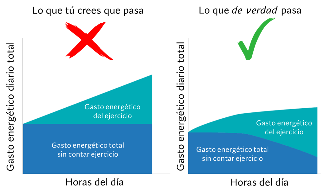 ¿Hacer más ejercicio ayuda a perder más peso? 3 Gasto calórico diario