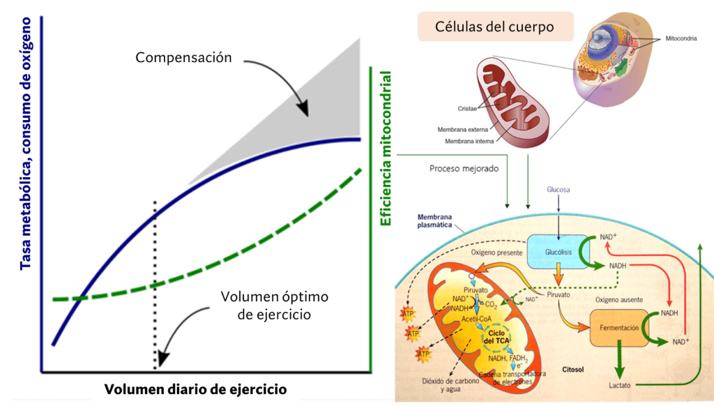 ¿Hacer más ejercicio ayuda a perder más peso? 5 Volumen ejercicio diario y energía adicional