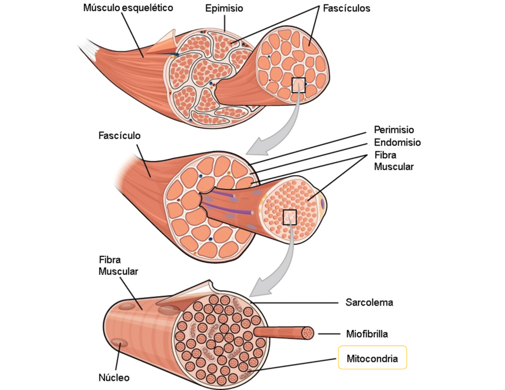 Mitocondrias en la fibra muscular