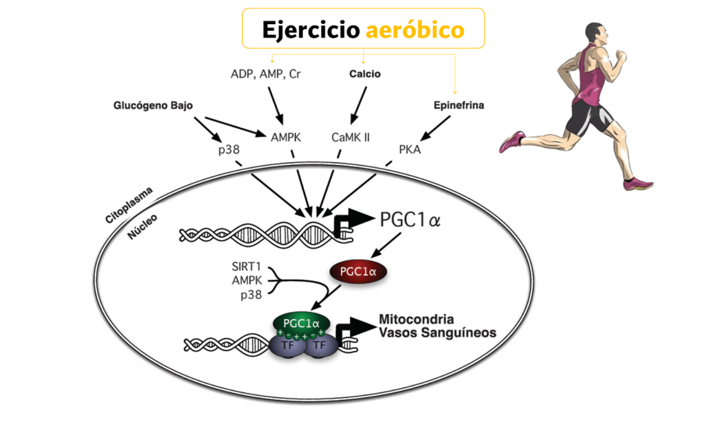 Hacer ejercicio aeróbico