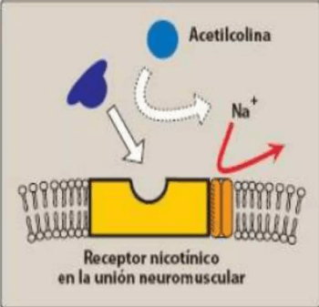 Receptor nicotínico unión neuromuscular
