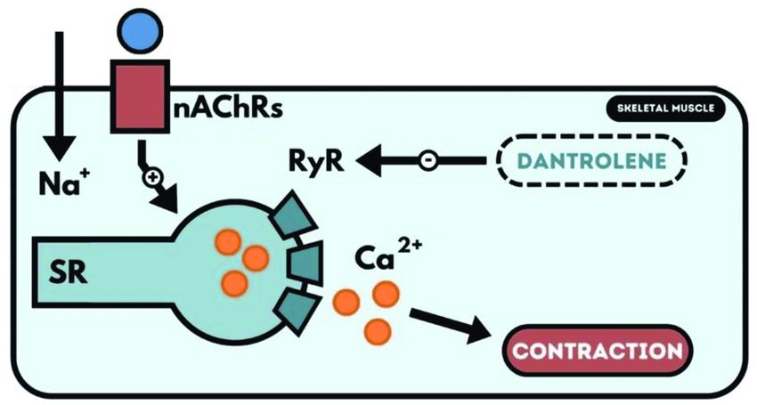 relajante muscular 5