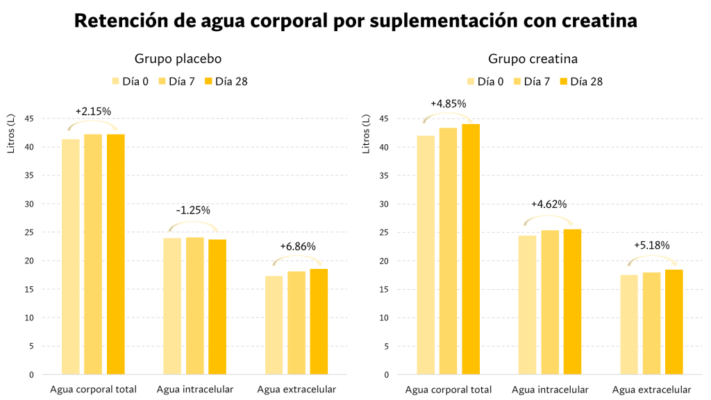 ¿Cómo tomar creatina para ganar más músculo y fuerza? 19 Retención de agua corporal creatina