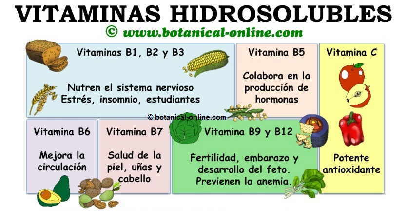 vitaminas hidrosolubles funciones ampliado