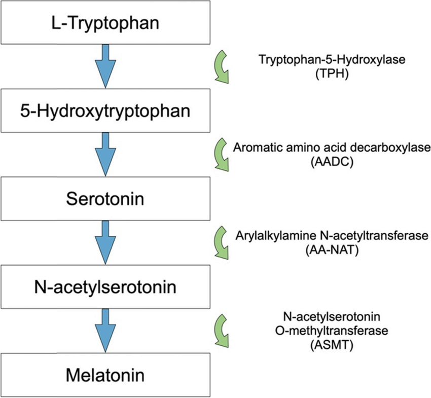 ¿Por qué algunos carbohidratos dan sueño? 3 Vía del triptófano