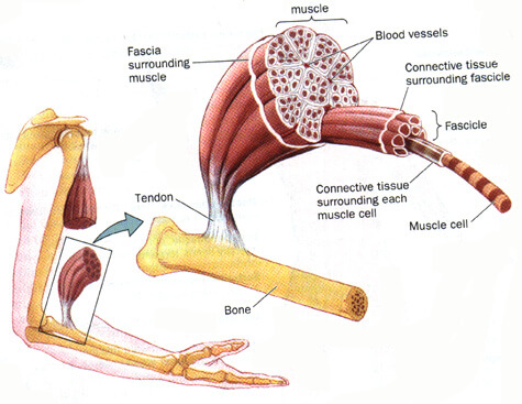 Cómo funciona la contracción muscular (proceso explicado) 1 Diagrama del bíceps