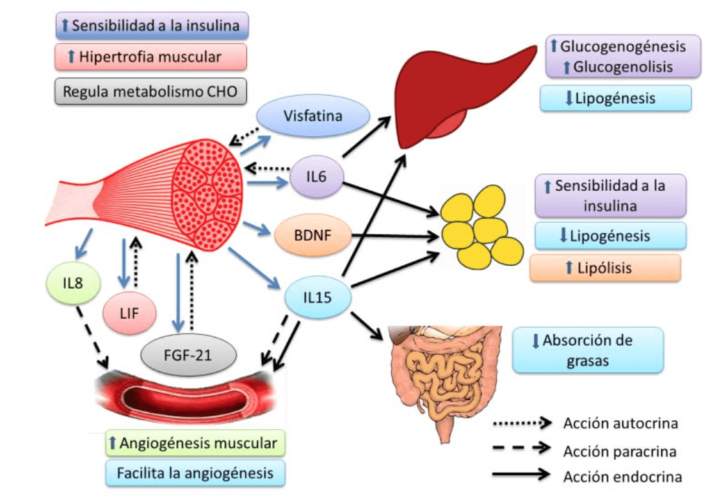 Beneficios cardiometabólicos de las mioquinas