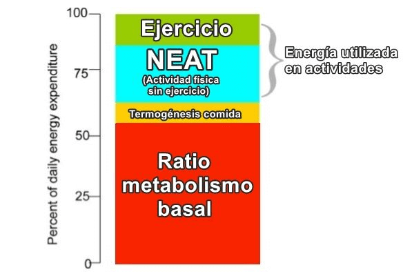 ¿Por qué cómo mucho y no engordo? 8 Actividad fuera del ejercicio
