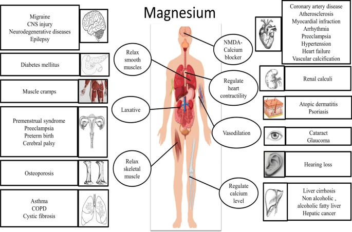 Funciones fisiológicas del magnesio sistemas vitales