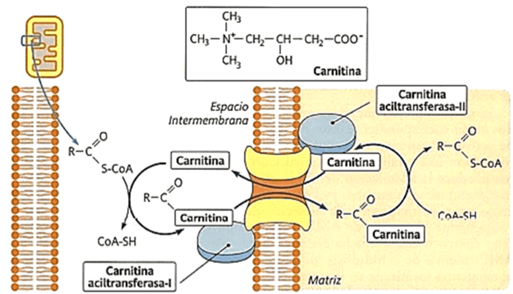 El transportador celular de la L-carnitina