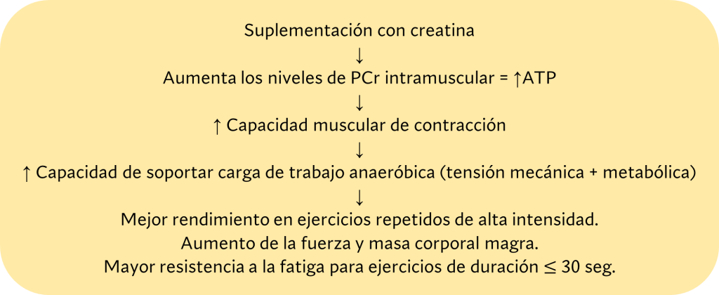 Mecanismo de acción de la creatina