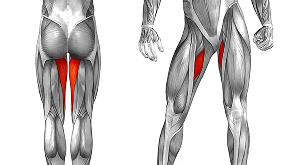 Aductores en maquina MUSCULOS INVOLUCRADOS.jpg