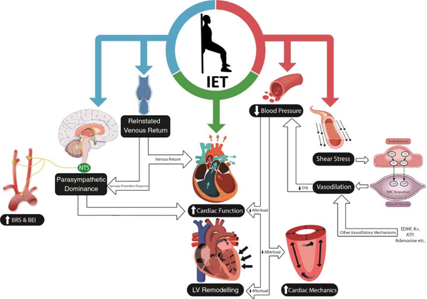 ¿Cómo afecta el entrenamiento con pesas a la presión arterial? 7 Imagen2d