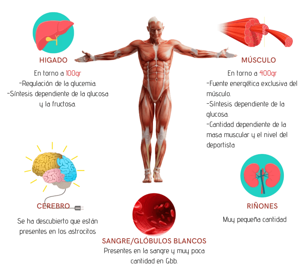 Almacenamiento de glucógeno