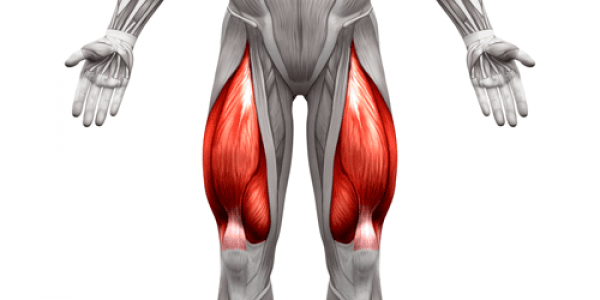 Quadriceps muscles e1660481667161