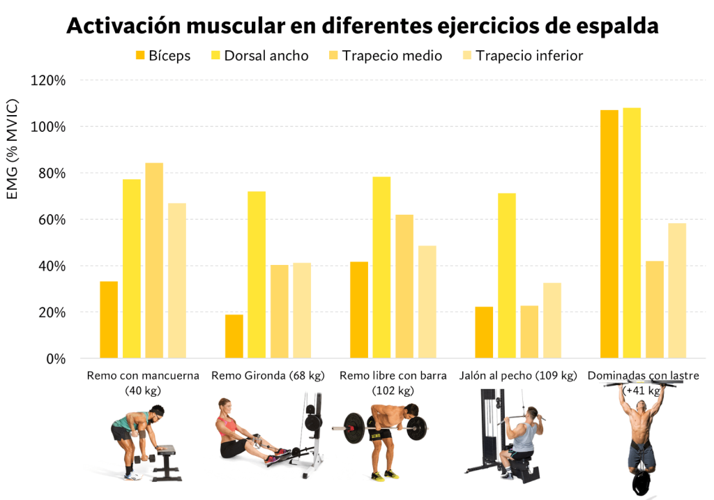 Activación muscular promedio en el remo