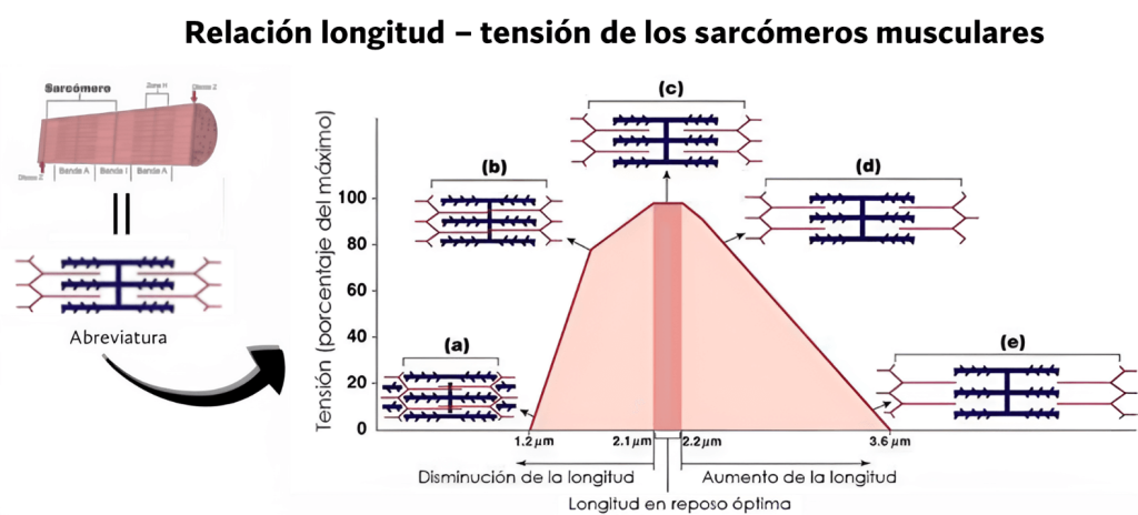 Tipos de fuerza: máxima, explosiva y resistencia 5 Relación longitud tensión de los sarcómeros